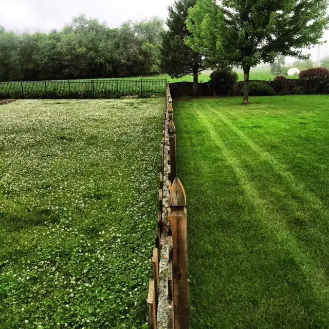 Thick striped green lawn along a wooden fence